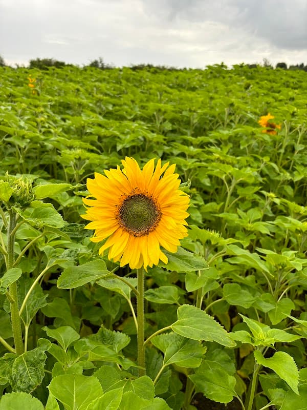 Sandy Bottom Farm