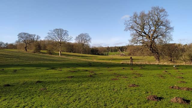 Lush green field with scattered molehills, trees in the background, and a clear blue sky above.