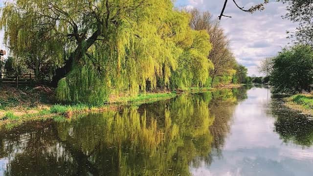 Lush greenery and willow trees reflect in a serene river under a blue sky with scattered clouds.