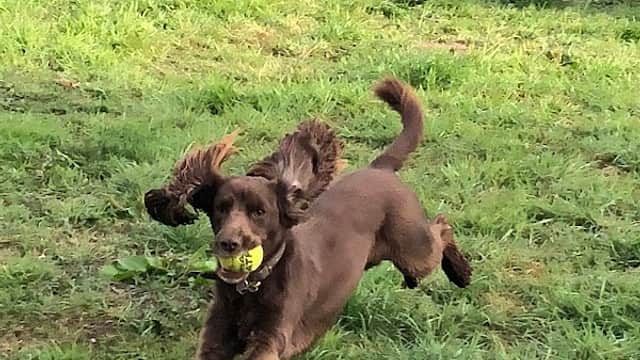 Two dogs running in a grassy field, one brown with a ball, and a black dog in the background.