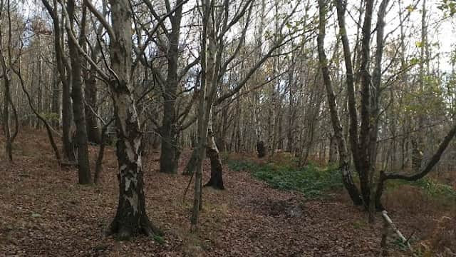 Canklow Woods - Walks & Hiking in rotherham