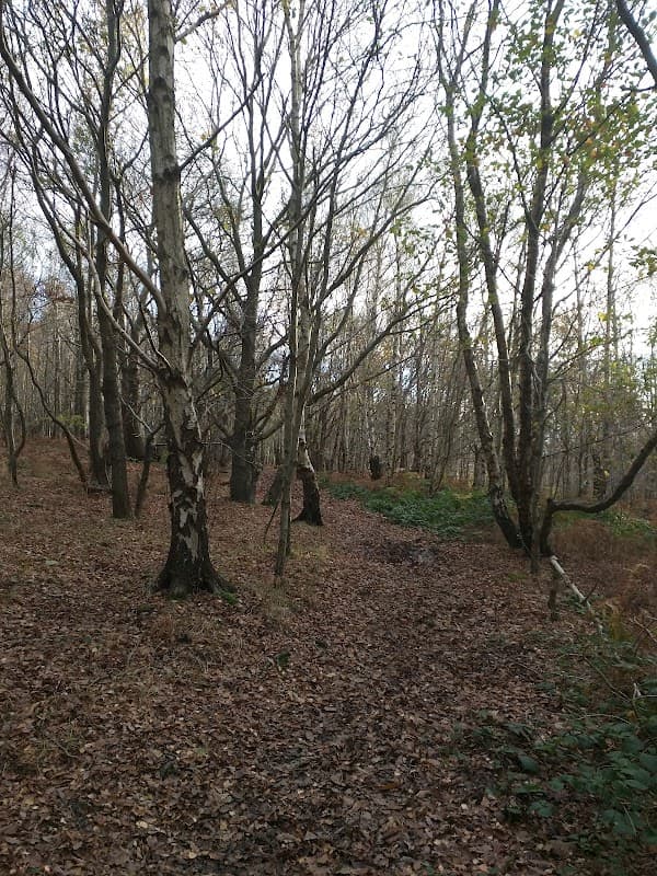 Canklow Woods
