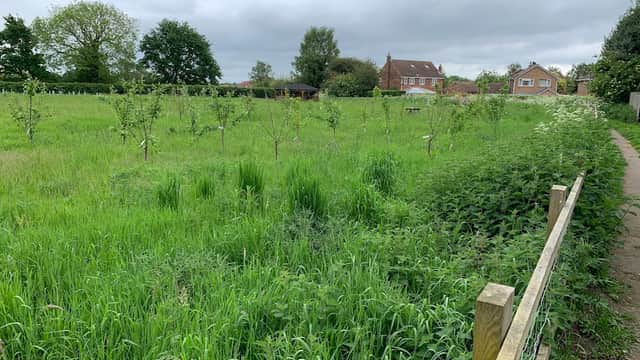 Lush green meadow with young trees, a wooden structure in the background, and a pathway bordered by a wooden fence.