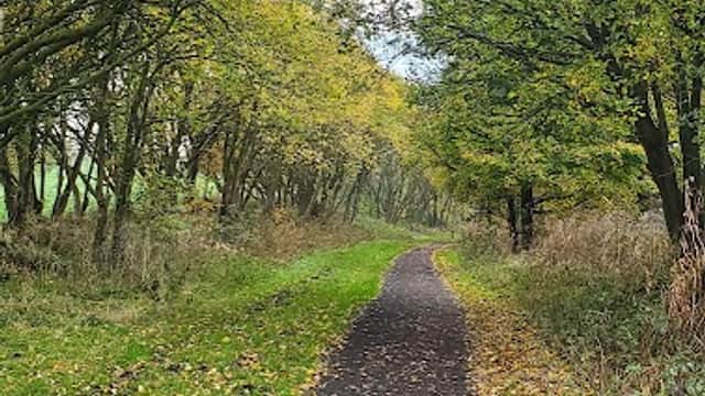 A winding path through a tree-lined trail with autumn leaves scattered on the ground in Millhouse Green, Yorkshire.