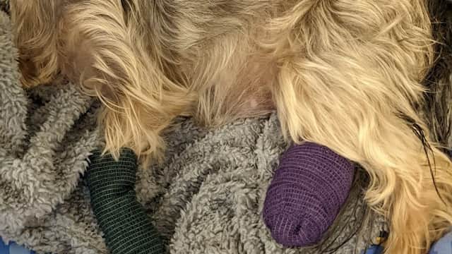 Beechwood Veterinary Group, Temple House - Vets in killingbeck