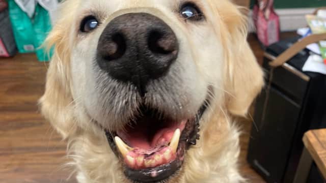 The Pet Quarter - Pet Shops in stokesley