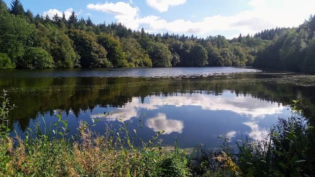 Serene lake surrounded by lush green trees under a bright blue sky with fluffy clouds reflecting on the water's surface.