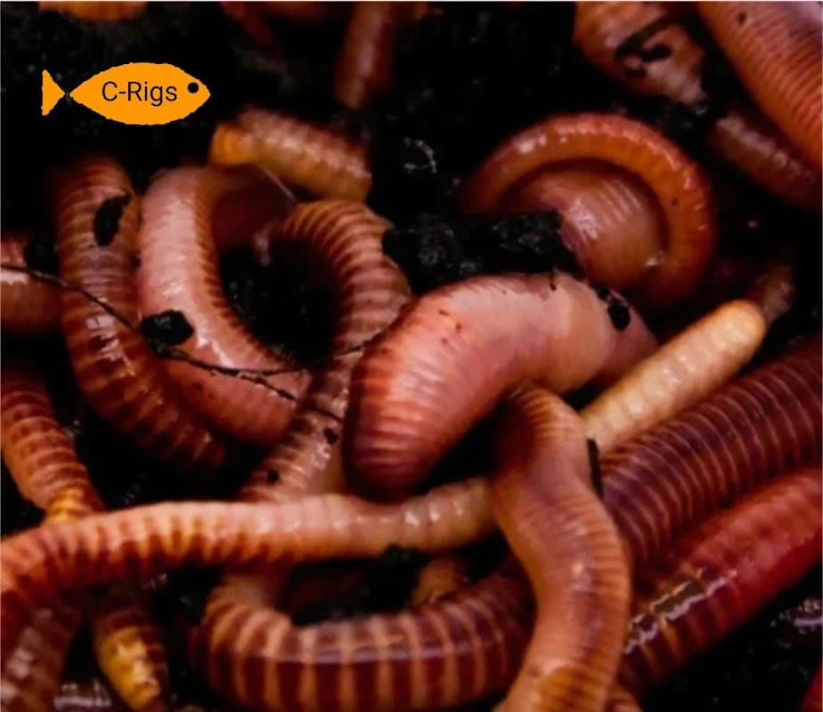 Reptile - live food