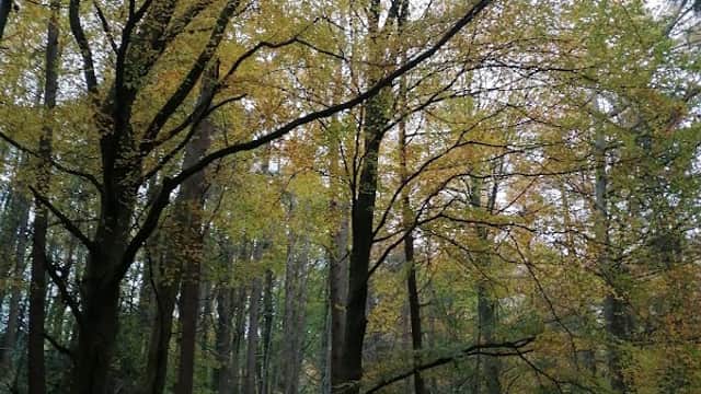 Horse Wood - Park in bolsterstone ewden village