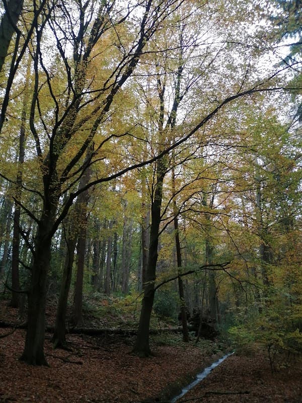 Horse Wood