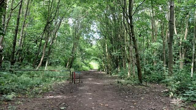 A dirt path through a lush green forest with tall trees and dense foliage on either side.