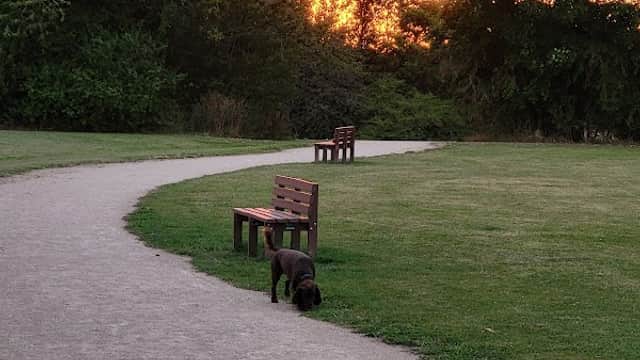 Path winding through a park at sunset, with benches and a dog exploring the grass.