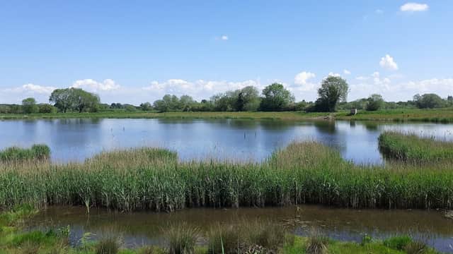 Lush wetlands with tall grasses, calm water, and a clear blue sky, surrounded by trees in Bridge Hewick, Yorkshire.