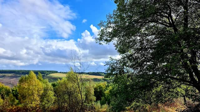 Lush green trees and rolling hills under a bright blue sky with scattered clouds in Lower Dalby Forest, Yorkshire.