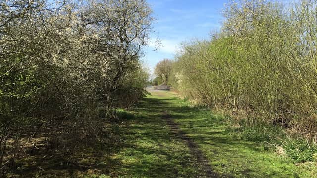 Lush green path lined with trees and shrubs under a clear blue sky in Bubwith Old Railway Path, Yorkshire.