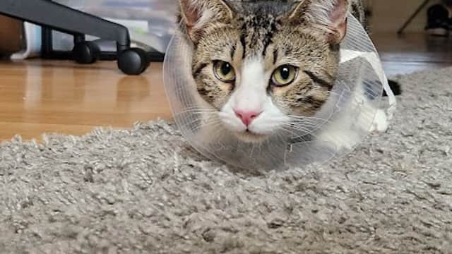 Beechwood Veterinary Group, Headingley Surgery - Vets in leeds