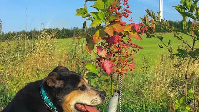 A dog sits beside a small tree with colorful leaves, a wind turbine visible in the background against a blue sky.