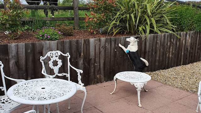 A dog jumps on a white table while two horses peek over a wooden fence, surrounded by greenery at The Beeswing Inn.