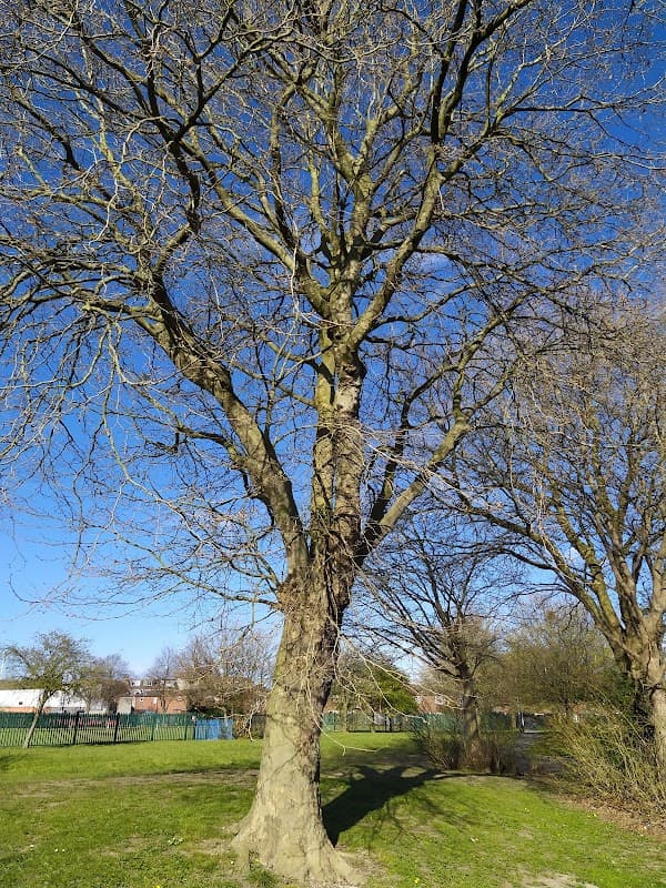 Collingwood Primary School