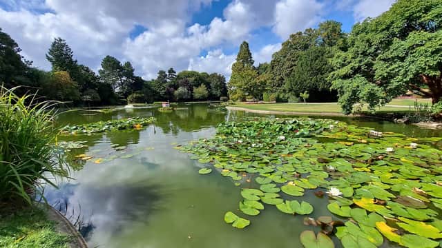 Lily pads float on a serene pond surrounded by lush greenery and trees under a partly cloudy sky.