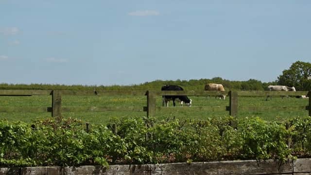 A lush green field with grazing cows, bordered by a wooden fence under a clear blue sky.