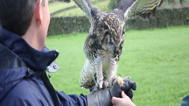 SMJ Falconry - Activity in oxenhope