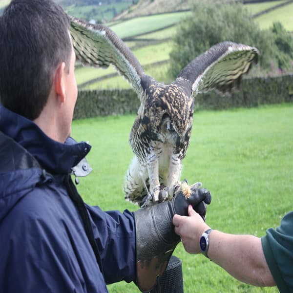 SMJ Falconry