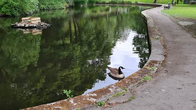 Serene park scene with a pond, lush trees, and a lone duck by the water's edge along a winding path.