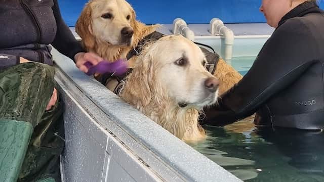 Black Dog Hydrotherapy - Vets in knaresborough