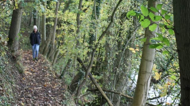 A person walks along a narrow, leafy path bordered by trees in a serene, wooded area.