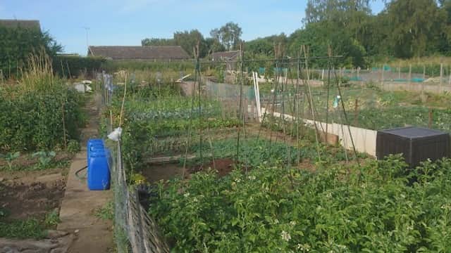 Lush allotments with rows of plants, trellises, and a blue water barrel under a clear sky in Barnby Dun, Yorkshire.