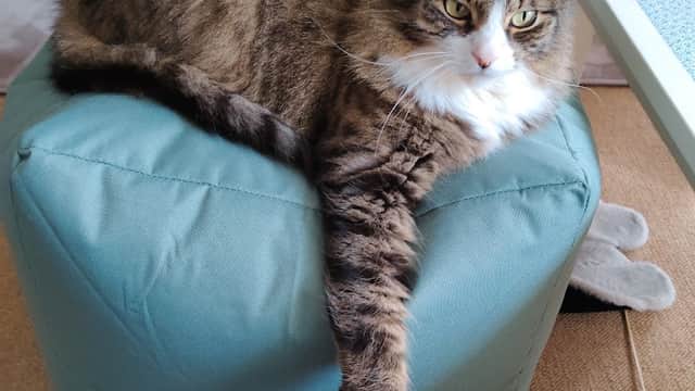 Blue Cross Pet Care Clinic - Vets in york