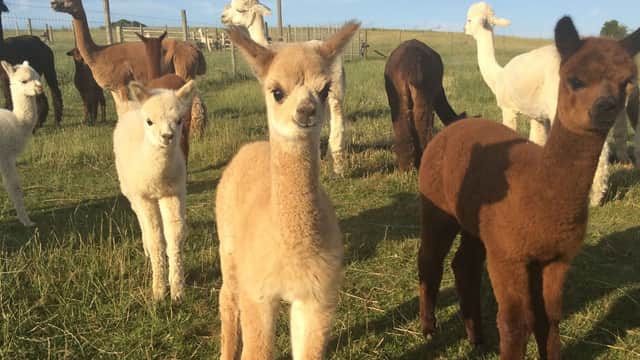 Beacon Alpacas - Attraction in husthwaite