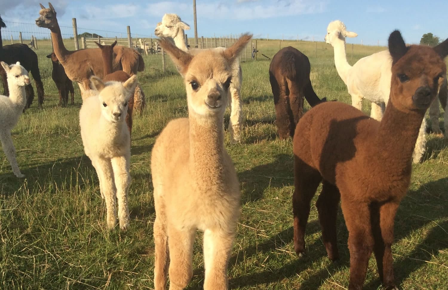 Beacon Alpacas