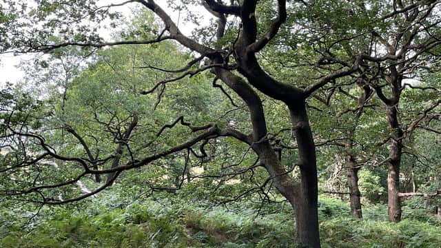 Gregory Spring - Park in mirfield