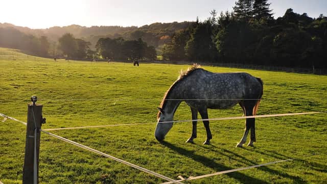 A grey horse grazes in a lush green field surrounded by trees and fencing, with sunlight illuminating the scene.