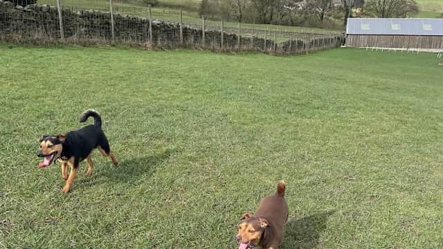 Two dogs play in a grassy field at Wharfedale Doggy Play Park, with rolling hills and a cloudy sky in the background.