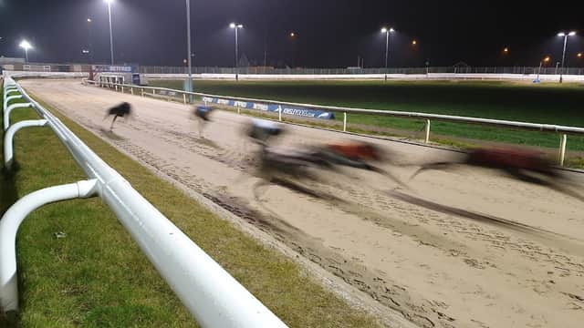 Greyhounds racing on a sandy track at night, illuminated by bright stadium lights, with a grassy area on the side.