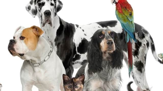 Friendly Animal Clinic - Vets in sowerby bridge