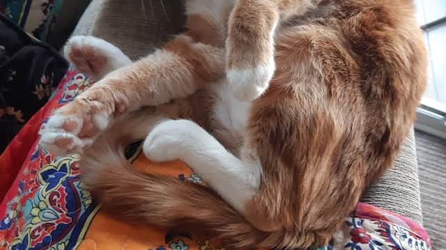 A ginger cat yawns while lounging on a colorful patterned cushion in a cozy setting.