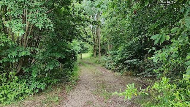 A narrow gravel path surrounded by lush greenery and trees, leading into a tranquil open space.
