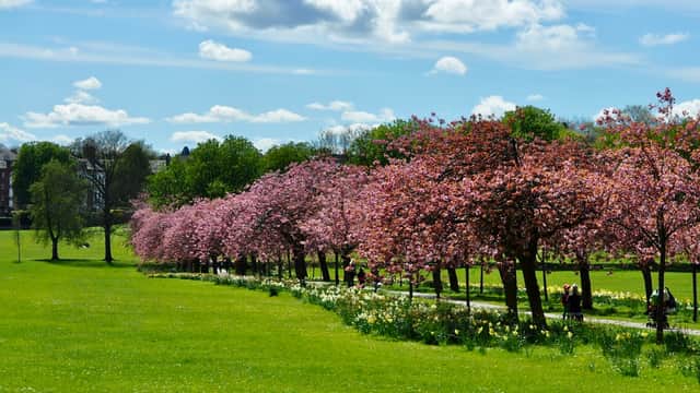 Blossoming cherry trees line a green park, with bright flowers and people enjoying the sunny day under a blue sky.