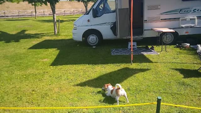 A grassy area with a parked camper van, a table, and a small dog exploring the surroundings under clear blue skies.