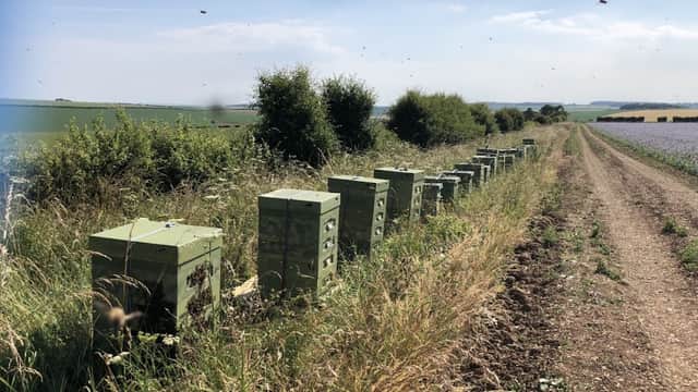 Row of green beehives along a dirt path, surrounded by tall grass and trees, set against a clear blue sky.