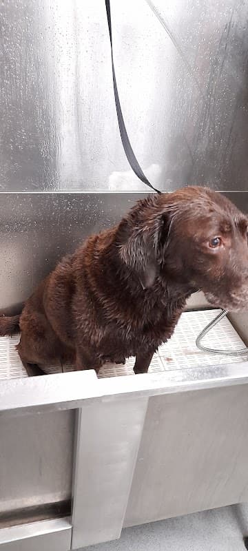 Wakefield Vets for Pets