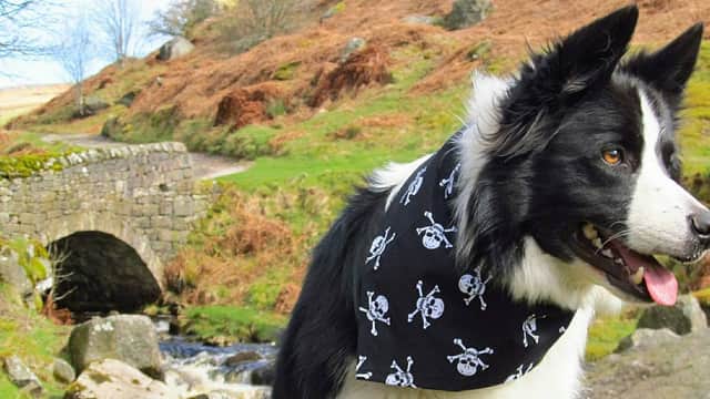 Dudiedog Bandanas - Pet Shops in grassington