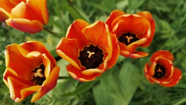 Vibrant orange and yellow tulips bloom amidst lush green grass at Kilnwick Park.