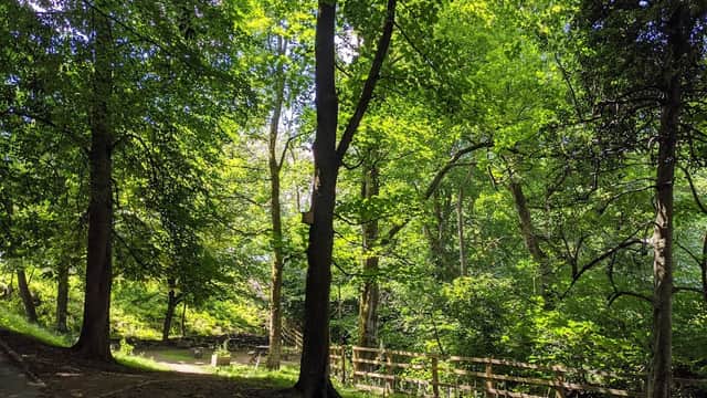 Lush green trees line a peaceful path near a stream, creating a serene atmosphere in Meltham Pleasure Grounds.