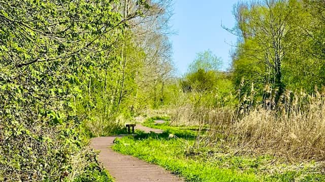Wooden pathway winding through lush greenery and trees at Howden Marsh Local Nature Reserve under a clear blue sky.