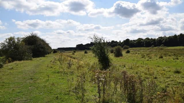Lush green landscape with a winding path, scattered trees, and fluffy clouds in a blue sky at Woodhouse Washlands.